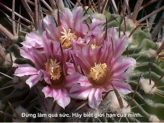 Đừng làm quá sức. Hãy biết gìới hạn của mình. 