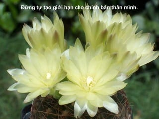 Đ ừng tự tạo giới hạn cho chính bản thân mình. 