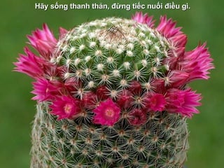 H ãy sống thanh thản, đừng tiếc nuối điều gì. 