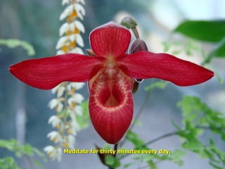 Meditate for thirty minutes every day.
 