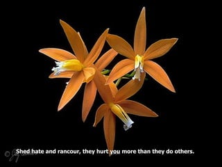 Shed hate and rancour, they hurt you more than they do others.
 