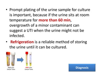 • Prompt plating of the urine sample for culture
is important, because if the urine sits at room
temperature for more than 60 min,
overgrowth of a minor contaminant can
suggest a UTI when the urine might not be
infected.
• Refrigeration is a reliable method of storing
the urine until it can be cultured.
Diagnosis
 
