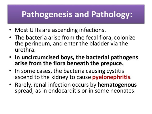 RISK FACTORS FOR URINARY TRACT INFECTION: Uncircumcised male Tight clothing (underwear) Female gender Pinworm infestation ...