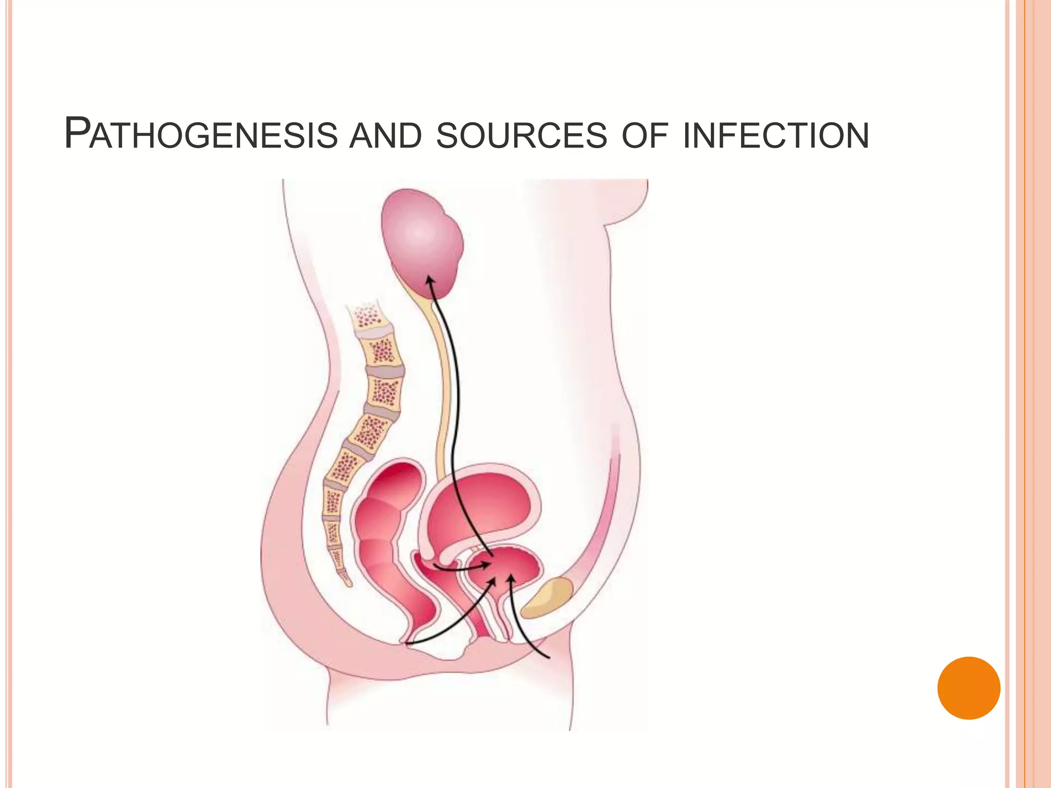 PATHOGENESIS AND SOURCES OF INFECTION
 
