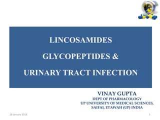 LINCOSAMIDES
GLYCOPEPTIDES &
URINARY TRACT INFECTION
28 January 2018 1
VINAY GUPTA
DEPT OF PHARMACOLOGY
UP UNIVERSITY OF MEDICAL SCIENCES,
SAIFAI, ETAWAH (UP) INDIA
 