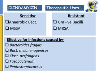 Sensitive
Anaerobic Bact.
 MSSA
Therapeutic Uses -CLINDAMYCIN
Resistant
 Gm –ve Bacilli
 MRSA
Effective for infections caused by-
 Bacteroides fragilis
 Bact. melanenogenicus
 Clost. perfringens
 Fusobacterium
 Peptostreptococcus
 