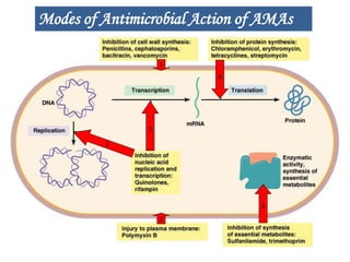 1
4
5
3
2
Modes of Antimicrobial Action of AMAs
 
