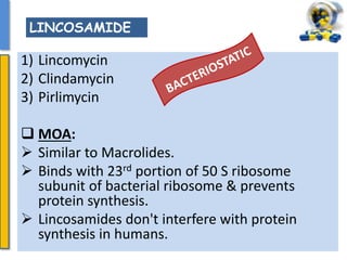 1) Lincomycin
2) Clindamycin
3) Pirlimycin
 MOA:
 Similar to Macrolides.
 Binds with 23rd portion of 50 S ribosome
subunit of bacterial ribosome & prevents
protein synthesis.
 Lincosamides don't interfere with protein
synthesis in humans.
LINCOSAMIDE
 