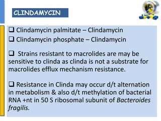  Clindamycin palmitate – Clindamycin
 Clindamycin phosphate – Clindamycin
 Strains resistant to macrolides are may be
sensitive to clinda as clinda is not a substrate for
macrolides efflux mechanism resistance.
 Resistance in Clinda may occur d/t alternation
in metabolism & also d/t methylation of bacterial
RNA +nt in 50 S ribosomal subunit of Bacteroides
fragilis.
CLINDAMYCIN
 