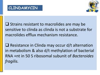  Strains resistant to macrolides are may be
sensitive to clinda as clinda is not a substrate for
macrolides efflux mechanism resistance.
 Resistance in Clinda may occur d/t alternation
in metabolism & also d/t methylation of bacterial
RNA +nt in 50 S ribosomal subunit of Bacteroides
fragilis.
CLINDAMYCIN
 