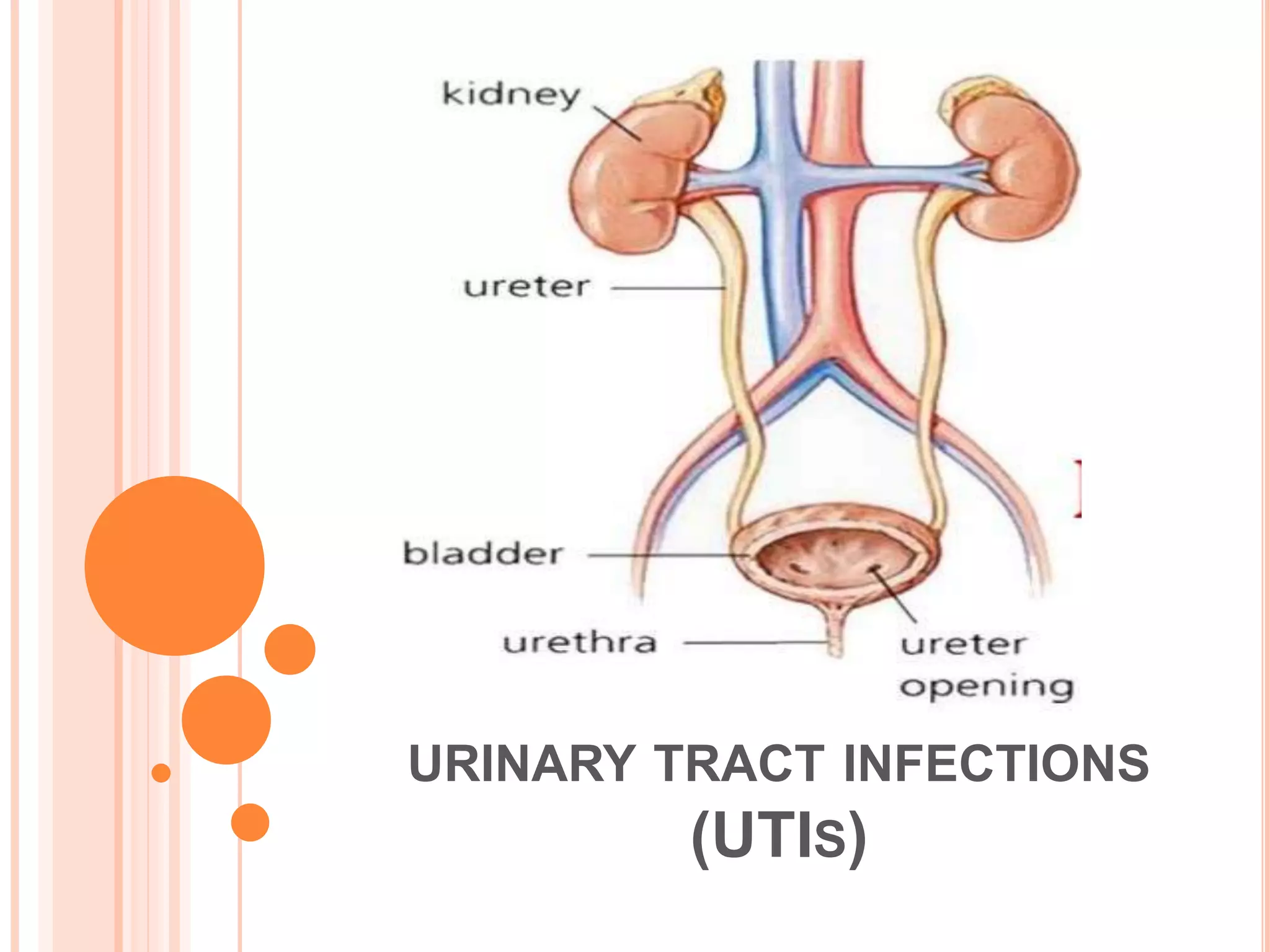 Clinical pharmacology.. Urinary tract infections | PPTX