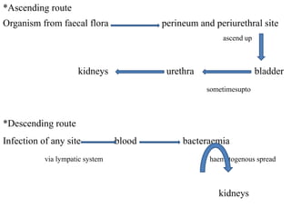 *Ascending route
Organism from faecal flora perineum and periurethral site
ascend up
kidneys urethra bladder
sometimesupto
*Descending route
Infection of any site blood bacteraemia
via lympatic system haematogenous spread
kidneys
sometimes
 