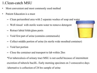1.Clean-catch MSU
• Most convenient and most commonly used method
• Patient Education is a must
– Clean periurethral area with 2 separate washes of soap and water
– Well rinsed with sterile warm water to remove detergent
– Retract labial folds/glans penis
– Void first part of urine (contains commensals)
– Collect middle portion of urine (in sterile wide mouthed container)
– Void last portion
– Close the container and transport to lab within 2hrs
*For tuberculosis of urinary tract MSU is not useful because of intermittent
excretion of tubercle bacilli.. Early morning specimen on 3 consecutive days
/alternative is collection of 24 hrs sample of urine
 