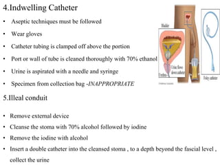4.Indwelling Catheter
• Aseptic techniques must be followed
• Wear gloves
• Catheter tubing is clamped off above the portion
• Port or wall of tube is cleaned thoroughly with 70% ethanol
• Urine is aspirated with a needle and syringe
• Specimen from collection bag -INAPPROPRIATE
5.Illeal conduit
• Remove external device
• Cleanse the stoma with 70% alcohol followed by iodine
• Remove the iodine with alcohol
• Insert a double catheter into the cleansed stoma , to a depth beyond the fascial level ,
collect the urine
 