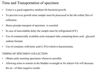 Time and Transportation of specimen
• Urine is a good supportive medium for bacterial growth.
• To prevent over growth urine sample must be processed in the lab within 2hrs of
collection.
• Hence prompt transport of specimen is essential
• In case of unavoidable delay the sample must be refrigerated (4oC)
• Use of commercially available urine transport tube containing boric acid , glycerol
sodium formate
• Use of container with boric acid (1.8%) which is bacteriostatic
TIMING OF SPECIMEN COLLECTION
• Obtain early morning specimens whenever possible
• Allowing urine to remain in the bladder overnight or for atleast 4 hr will decrease
the no : of false negative results
 