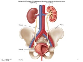 Figure 23.1
12/30/2022 3
 