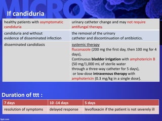 If candiduria
healthy patients with asymptomatic
candiduria
urinary catheter change and may not require
antifungal therapy.
candiduria and without
evidence of disseminated infection
the removal of the urinary
catheter and discontinuation of antibiotics.
disseminated candidiasis systemic therapy
fluconazole (200 mg the first day, then 100 mg for 4
days),
Continuous bladder irrigation with amphotericin B
(50 mg/1,000 mL of sterile water
through a three-way catheter for 5 days),
or low-dose intravenous therapy with
amphotericin (0.3 mg/kg in a single dose).
Duration of ttt :
7 days 10 -14 days 5 days
resolution of symptoms delayed response levofloxacin if the patient is not severely ill
 