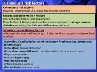 Candiduria risk factors
hospitalized patients risk factors
prior antibiotic therapy ,and malignancy .
Complicated  Urinary tract infections associated with drainage devices,
diabetes, or urinary tract abnormalities are considered.
Community risk factors
diabetes, antimicrobial use, indwelling bladder catheters
intensive care units risk factors
older age, diabetes mellitus, length of stay, ventilator support, and parenteral
nutrition
Ascending Candida infection of the kidney Predisposing urinary tract
abnormalities :
●Renal stones causing obstruction
●Renal stone manipulation with percutaneous lithotripsy or ureteroscopy
●Nephrostomy tubes
●Prostatic hypertrophy
●Neurogenic bladder
●Infected penile prosthesis
●Chronic bladder catheterization
 