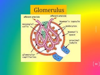 Glomerulus
2/4/2023
80
 