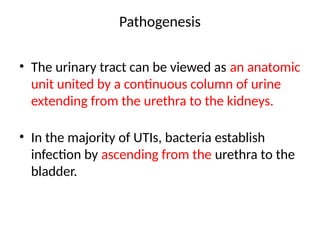 Pathogenesis
• The urinary tract can be viewed as an anatomic
unit united by a continuous column of urine
extending from the urethra to the kidneys.
• In the majority of UTIs, bacteria establish
infection by ascending from the urethra to the
bladder.
 