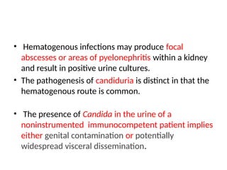 • Hematogenous infections may produce focal
abscesses or areas of pyelonephritis within a kidney
and result in positive urine cultures.
• The pathogenesis of candiduria is distinct in that the
hematogenous route is common.
• The presence of Candida in the urine of a
noninstrumented immunocompetent patient implies
either genital contamination or potentially
widespread visceral dissemination.
 
