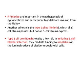 • P fimbriae are important in the pathogenesis of
pyelonephritis and subsequent bloodstream invasion from
the kidney.
• Another adhesin is the type 1 pilus (fimbria), which all E.
coli strains possess but not all E. coli strains express.
• Type 1 pili are thought to play a key role in initiating E. coli
bladder infection; they mediate binding to uroplakins on
the luminal surface of bladder uroepithelial cells.
 