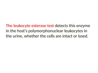 The leukocyte esterase test detects this enzyme
in the host's polymorphonuclear leukocytes in
the urine, whether the cells are intact or lysed.
 