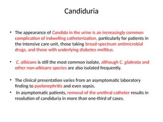 Candiduria
• The appearance of Candida in the urine is an increasingly common
complication of indwelling catheterization, particularly for patients in
the intensive care unit, those taking broad-spectrum antimicrobial
drugs, and those with underlying diabetes mellitus.
• C. albicans is still the most common isolate, although C. glabrata and
other non-albicans species are also isolated frequently.
• The clinical presentation varies from an asymptomatic laboratory
finding to pyelonephritis and even sepsis.
• In asymptomatic patients, removal of the urethral catheter results in
resolution of candiduria in more than one-third of cases.
 