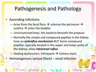 Pathogenesis and Pathology
• Ascending infections
– Arise from the fecal flora  colonize the perineum 
urethra  enter the bladder
– Uncircumcised boys, the bacteria beneath the prepuce
– Normally the simple and compound papillae in the kidney
have an antireflux mechanism BUT Some compound
papillae, typically located in the upper and lower poles of
the kidney, allow intrarenal reflux
– Voiding dysfunction, Infrequent  Urinary stasis
• Hematogenous spread (Rare) – renal infection
 
