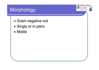 Motile Rods URINARY TRACT INFECTION - MICROBIOLOGY | PDF