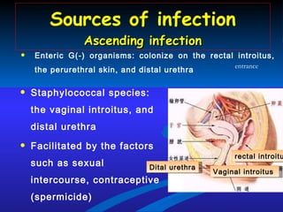 Sources of infection Ascending infection Staphylococcal species: the vaginal introitus, and distal urethra Facilitated by the factors such as sexual intercourse, contraceptive (spermicide) entrance Enteric G(-) organisms: colonize on the rectal introitus, the perurethral skin, and distal urethra rectal introitus Vaginal introitus  Dital urethra 