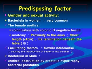 Gender and sexual activity: Bacteriuia in women  ： very common The female urethra:  colonization with colonic G negative bacilli Anatomy ： Proximity to the anus ； Short length (-4cm) ； Its termination beneath the labia ( 唇） Facilitating factors  ： Sexual intercourse  （ causing the introduction of bacteria into bladder  ） Bacteriuia in Male ： urethral obstruction by prostatic hypertrophy, bacterial prostatitis Male <50 yrs old without history of sexual rectal intercourse :  uncommon Predisposing factor 