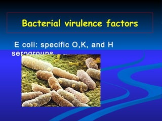 Bacterial virulence factors   E coli: specific O,K, and H serogroups 