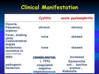 Clinical Manifestation Cystitis acute pyelonephritis Dysuria, frequency, urgency  obvious  obvious Fever, shaking chills none showed Costovertebral  angles tenderness /sensitive to percussion  none showed WBC mostly normal increased pathogenic bacterium  Escherichia coli （ 75%) coagulated negative staphylococcus （ 15% ）  Escherichia coli 、 bacillus proteus 、 Klebsiella  