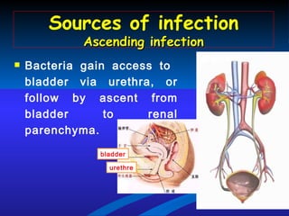 Bacteria gain access to  bladder via urethra, or follow by ascent from bladder to renal parenchyma.  Sources of infection Ascending infection bladder urethre 