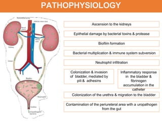 PATHOPHYSIOLOGY
Colonization of the urethra & migration to the bladder
Inflammatory response
in the bladder &
fibrinogen
accumulation in the
catheter
Colonization & invasion
of bladder, mediated by
pili & adhesins
Neutrophil infiltration
Bacterial multiplication & immune system subversion
Biofilm formation
Epithelial damage by bacterial toxins & protease
Ascension to the kidneys
Contamination of the periureteral area with a uropathogen
from the gut
 