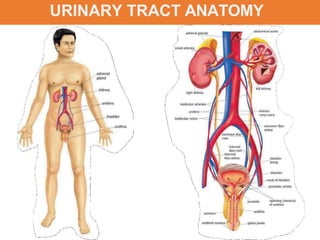 URINARY TRACT ANATOMY
 