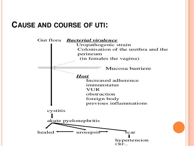 CAUSE AND COURSE OF UTI: Gut flora Bacterial virulence Uropathogenic strain Colonisation of the urethra and the perineum (...
