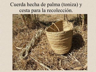 Cuerda hecha de palma (toniza) y cesta para la recolección.
