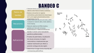 Utilidad clinica de la metodologia citogenetica. e2 | PPTX
