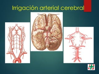 Irrigación arterial cerebral
 