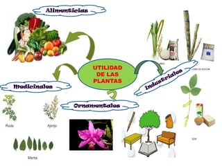 AlimenticiasUTILIDAD DE LAS PLANTASIndustrialesMedicinalesOrnamentales