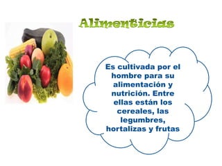 AlimenticiasEs cultivada por el hombre para su alimentación y nutrición. Entre ellas están los cereales, las legumbres, hortalizas y frutas 