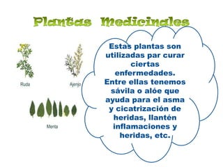 Plantas  MedicinalesEstas plantas son utilizadas par curar ciertas enfermedades. Entre ellas tenemos  sávila o alóe que ayuda para el asma y cicatrización de heridas, llantén inflamaciones y heridas, etc.
