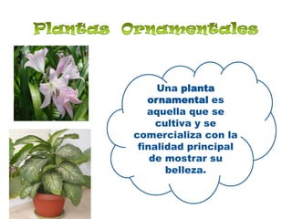Plantas  OrnamentalesUna planta ornamental es aquella que se cultiva y se comercializa con la finalidad principal de mostrar su belleza.