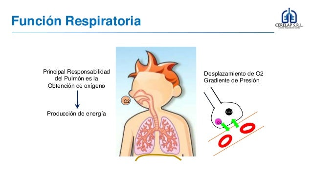 FUNCION RESPIRATORIA PDF DOWNLOAD FUNCION RESPIRATORIA PDF DOWNLOAD