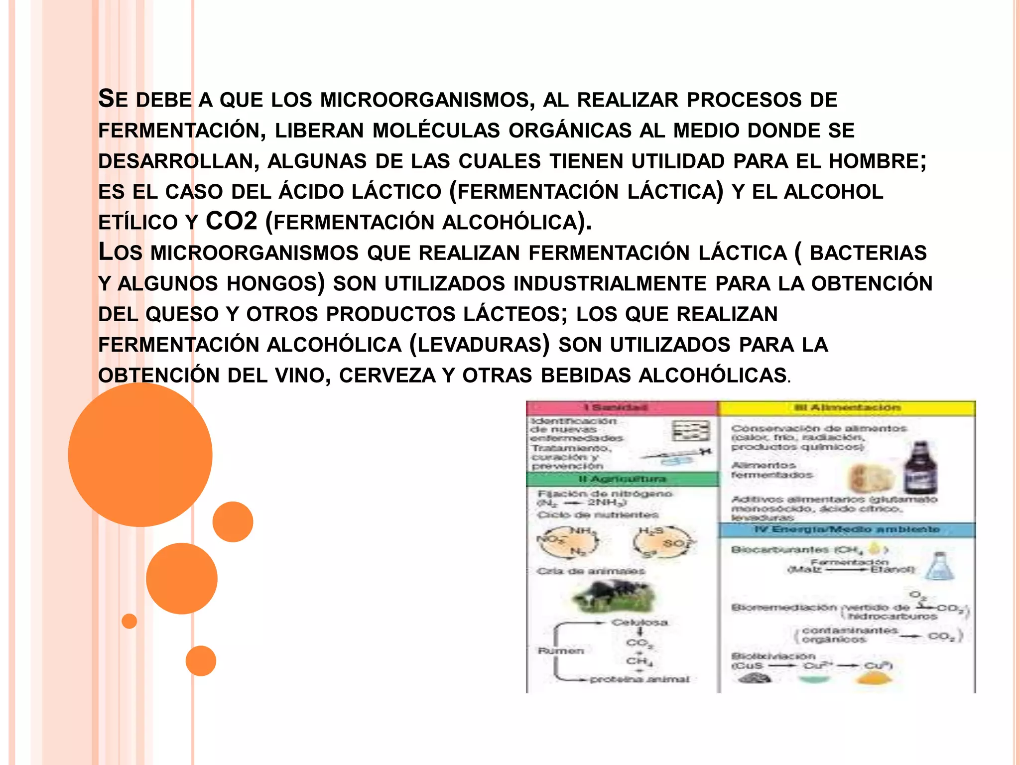 Utilidad de los microorganismos en la industria alimenticia (1) | PPT