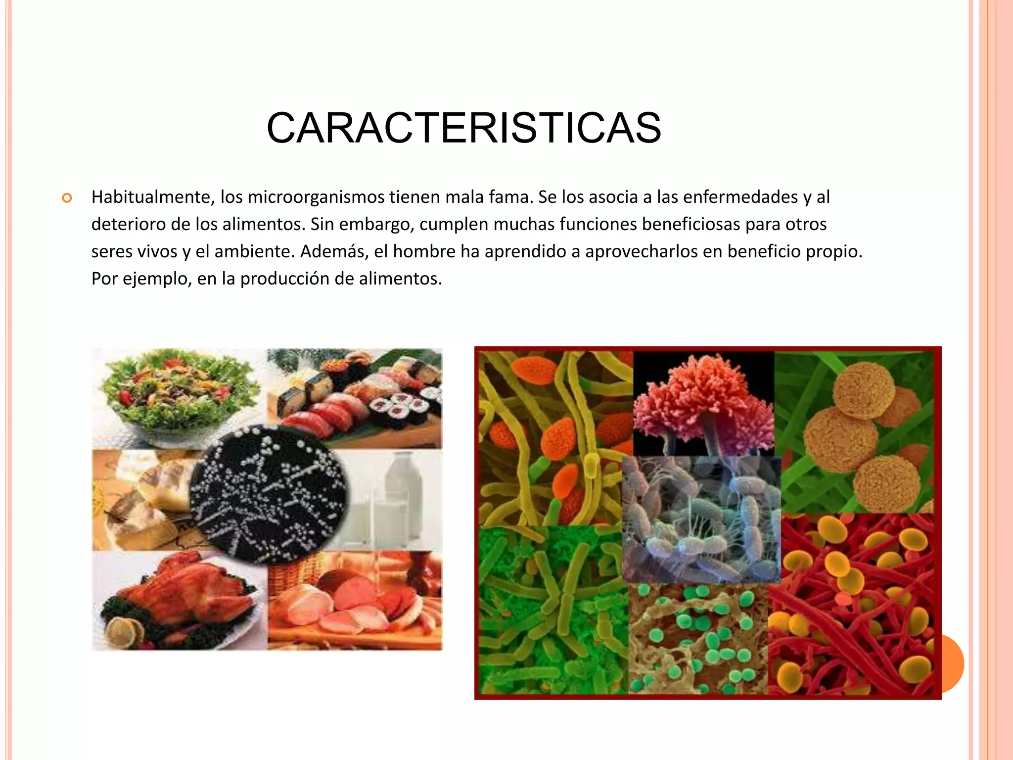 Utilidad de los microorganismos en la industria alimenticia (1) | PPT