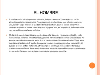 Utilidad de los microorganismos en la industria alimenticia (1) | PPTX