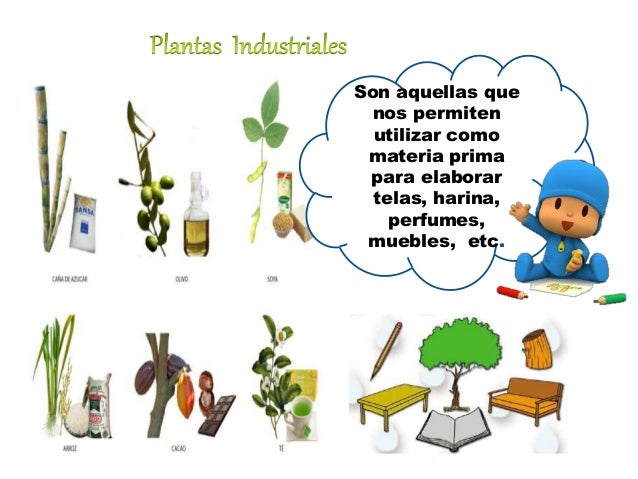 Resultado de imagen de las plantas para primaria